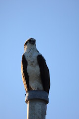 Osprey