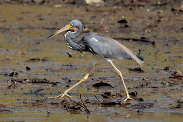 Tricolored heron (Egretta tricolor) walking in the sand of Tortuguero's river in Tortuguero national park, Costa Rica