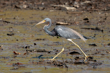 Tricolored heron (Egretta tricolor) Walking in the mud of Tortuguero river in Tortuguero national park, Costa Rica