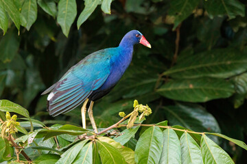 American purple gallinule (Porphyrio martinicus) perching on a branch on the Tortuguero national park river's bank, Costa Rica