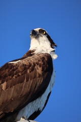 Osprey
