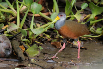 Grey-cowled wood-rail / grey-necked wood rail (Aramides cajaneus) walking by the Sierpe river near Corcovado national park, Costa Rica