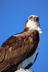 Osprey