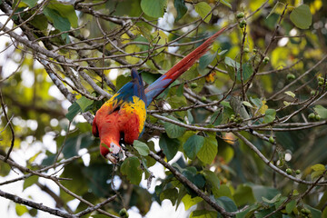Scarlet macaw (Ara macao) perching on a branch in Playa Blanca near Puerto Jimenez, Osa peninsula, Costa Rica