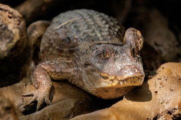 Alligator (Alligator mississippiensis) resting on Tortuguero's river's bank on a sunny day, Costa Rica