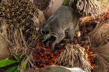 Common raccoon (Procyon lotor) looking for food along Sierpe river near Corcovado national park,...