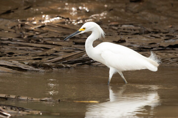 White snowy egret (egretta thula) walking in the shallow waters of Tortuguero river, Tortuguero national park, Costa Rica