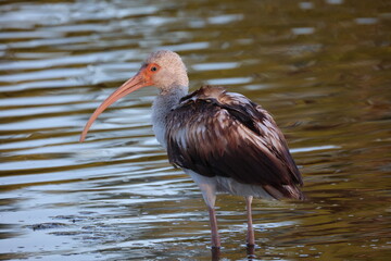 American White Ibis 