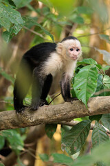Fototapeta premium White-faced capuchin / White headed capuchin (Cebus imitator) on a branch along Sierpe river near Corcovado national park, Osa peninsula, Costa Rica