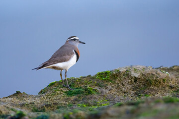 Rufous chested Dotterel, Charadrius modestus , at low tide, Peninsula Valdes, Unesco World Heritage Site, Chubut Province, Patagonia, Argentina.
