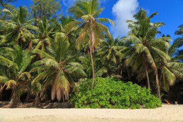 View of palm trees in front of the sand beach from Anse Soleil at Mahé - Seychelles