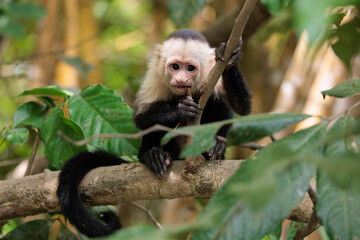 Funny white-faced capuchin / White headed capuchin (Cebus imitator) eating along Sierpe river near Corcovado national park, Osa peninsula, Costa Rica