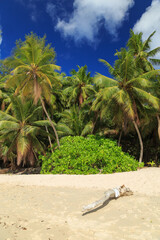 View of palm trees with driftwood trunk in front of the sand beach from Anse Soleil at Mahé - Seychelles