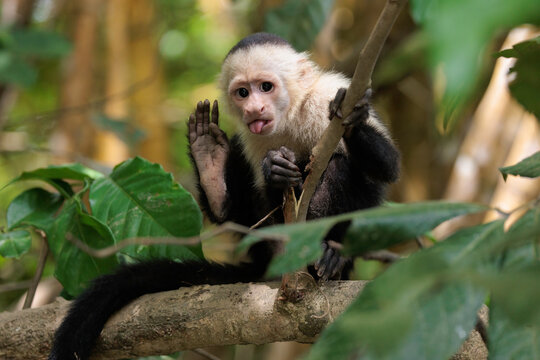 White-faced capuchin / White headed capuchin (Cebus imitator) on a branch along Sierpe river near Corcovado national park, Osa peninsula, Costa Rica