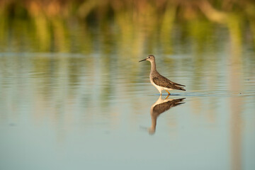 Lesser yellowlegs plover, wading waters of a lagoon, La Pampa, Patagonia, Argentina