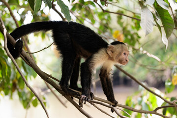 White-faced capuchin / White headed capuchin (Cebus imitator) on a branch along Sierpe river near Corcovado national park, Osa peninsula, Costa Rica