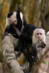 Naklejka premium Panamanian White-faced Capuchin monkeys (Cebus imitator) looking at the camera on the Tortuguero river bank, Costa Rica