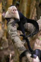 White-faced capuchin / White headed capuchin (Cebus imitator) on a branch along Sierpe river near Corcovado national park, Osa peninsula, Costa Rica