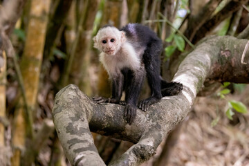 White-faced capuchin / White headed capuchin (Cebus imitator) on a branch along Sierpe river near Corcovado national park, Osa peninsula, Costa Rica