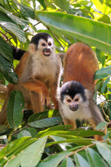 Curious Central American Squirrel monkeys (Saimiri oerstedii) perching on branches, Tortuguero river's bank, Tortuguero national park Costa Rica
