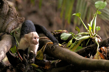 White-faced capuchin / White headed capuchin (Cebus imitator) on a branch along Sierpe river near...