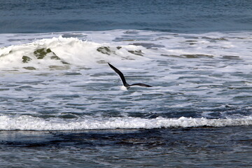 Birds in the sky over the Mediterranean Sea.