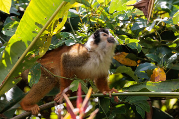Central American Squirrel monkey (Saimiri oerstedii) perching on a branch in the rainforest,...