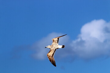 Birds in the sky over the Mediterranean Sea.