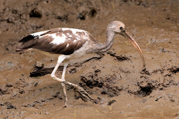 Juvenile American white Ibis (Eudocimus Albus)  looking for food and walking in the mud, Tortuguero River's bank, Tortuguero national park, Costa Rica