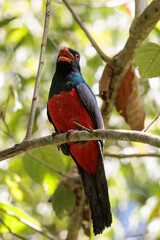 Slaty-tailed trogon (Trogon massena) perching on a branch in Corcovado national park, Costa Rica