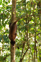 Coati looking for food