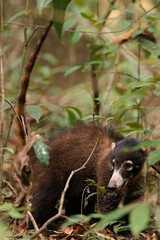 Wild Coati (Nasuella) wandering in Corcovado national park, Osa peninsula, Costa Rica