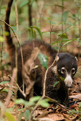 Wild Coati (Nasuella) wandering in Corcovado national park, Osa peninsula, Costa Rica