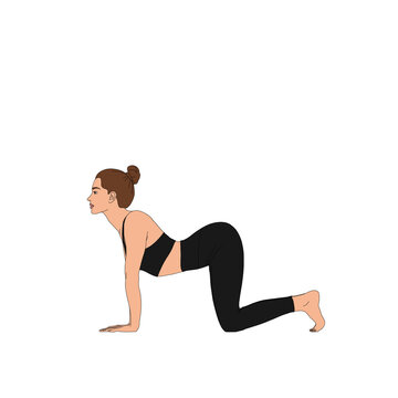 PNG Marjariasana / The Cat Cow Pose 1. The beautiful woman practicing yoga without background. The cartoon painting illustration poster of human person doing basic asana exercise