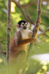 Central American Squirrel monkey (Saimiri oerstedii) perching on a branch in the rainforest, Corcovado national park Costa Rica