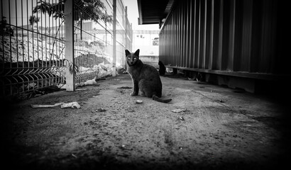 Gray cat on the street