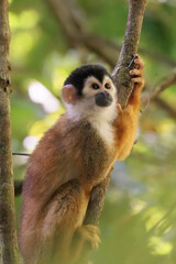 Central American squirrel monkey (Saimiri oerstedii) perching on a branch in the rainforest, Corcovado national park Costa Rica