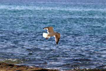 Birds in the sky over the Mediterranean Sea.
