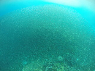 Uninhabited island JEEP island in Chuuk, Micronesia. Here is the world's greatest wreck diving destination.Uninhabited island Fonom island in Chuuk, Micronesia. 