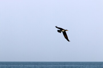 Fototapeta na wymiar Birds in the sky over the Mediterranean Sea.
