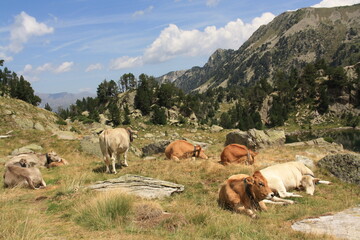 Fototapeta na wymiar vacas pastando en libertad en las montañas