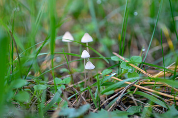 Morning autumn dew on the grass close up