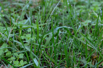 Morning autumn dew on the grass close up
