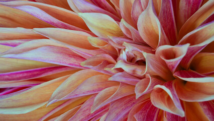 Macro photo of a dahlia in beige and pink color, formal ornamental type. Beautiful flower banner, close-up. Selective focus. Petal details. Pattern, circle. Needle dahlia.