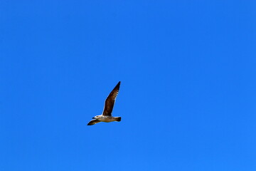 Birds in the sky over the Mediterranean Sea.