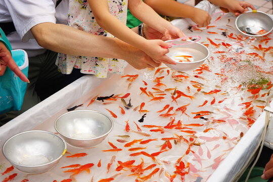 Fishing Golden Fish, Japanese Traditional Summer Festival, Matsuri - 日本 お祭り 金魚釣り