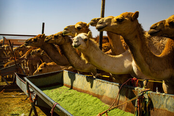 Marché de dromadaires Al Aïn 