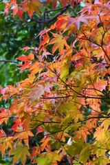 日本楓の紅葉