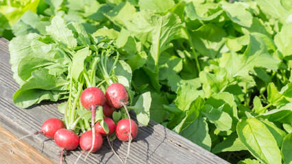 frisch gepflückte rohe rote bio Radieschen liegen am Rand vom Hochbeet, saisonale Erte, frisches Gemüse