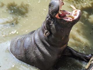 the mouth of a hippo wich stands in the water in summer
